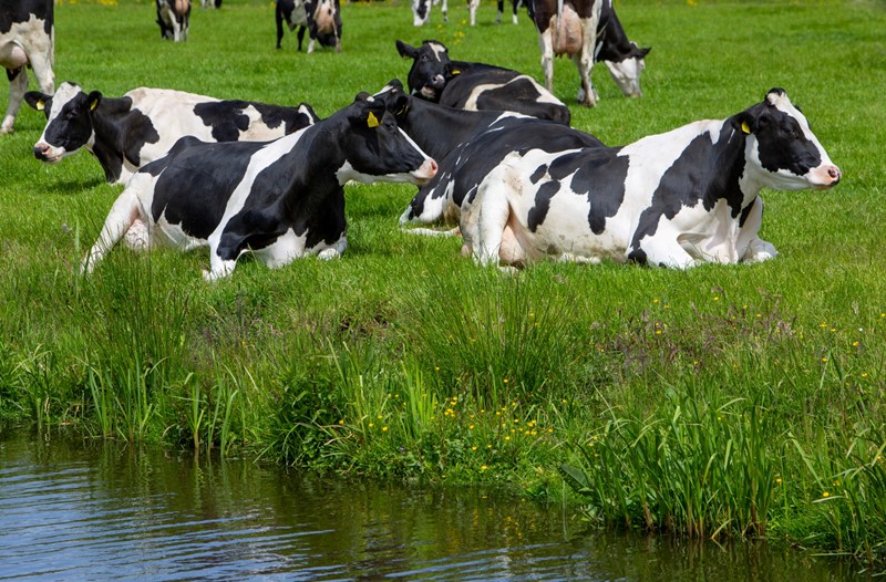 Land- und forstwirtschaftliche Dienstleistungen